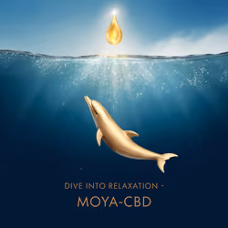 MOYA-CBD #13