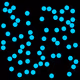 81