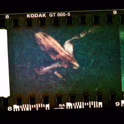 Kodachrome #1485