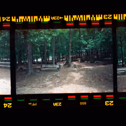 Kodachrome #613