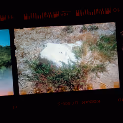 Kodachrome #1102