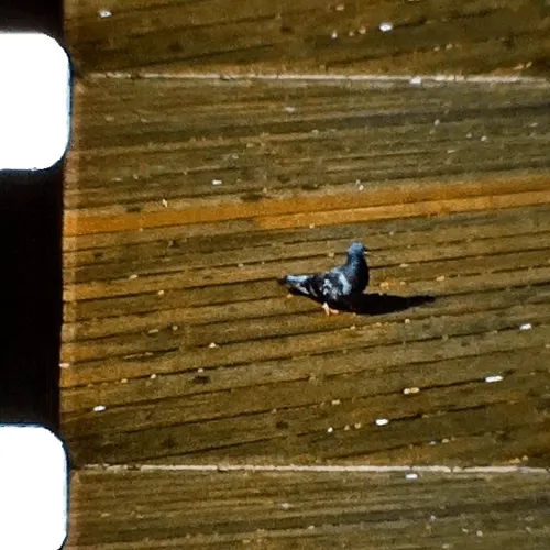 Kodachrome #784