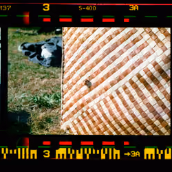 Kodachrome #1391