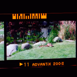 Kodachrome #863