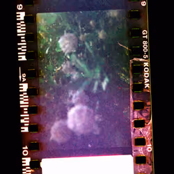 Kodachrome #966