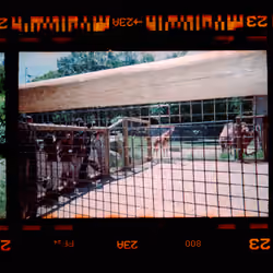 Kodachrome #351
