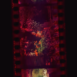 Kodachrome #589