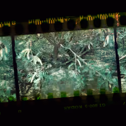 Kodachrome #190