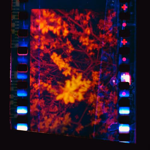 Kodachrome #1170