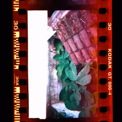 Kodachrome #42