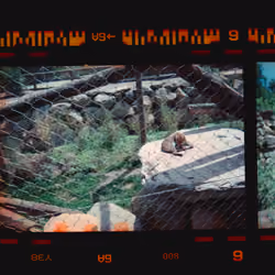 Kodachrome #1197