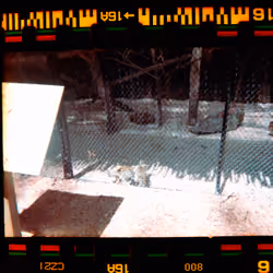Kodachrome #590