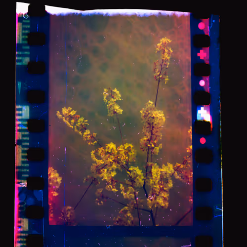 Kodachrome #1315