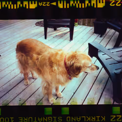 Kodachrome #602