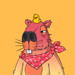 LazyCapy #49