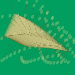 Digitspores #1173