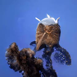 Bestiary from a Distant World #683