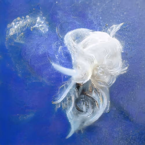 Bestiary from a Distant World #58