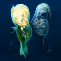 Bestiary from a Distant World #968