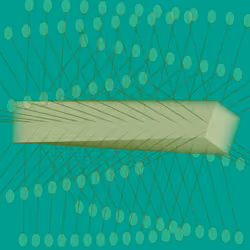 Digitspores #1178