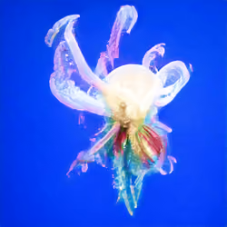 Bestiary from a Distant World #682