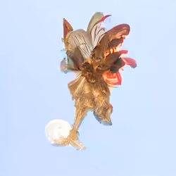Bestiary from a Distant World #11