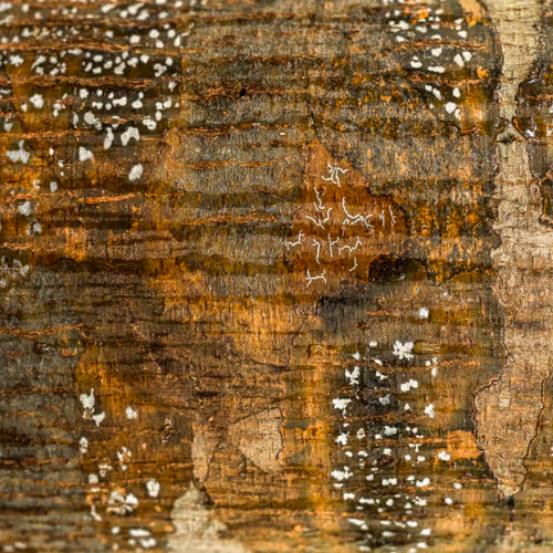 NATURE'S ABSTRACT ART