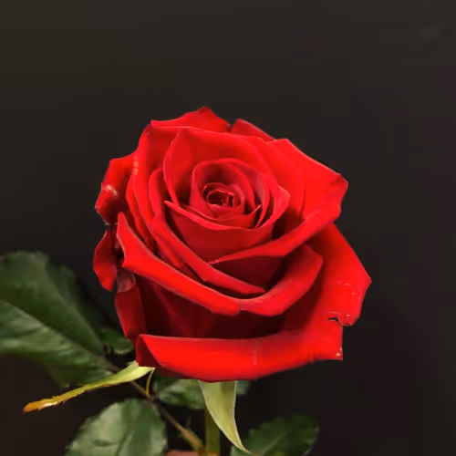 Chapter I A New Beginning