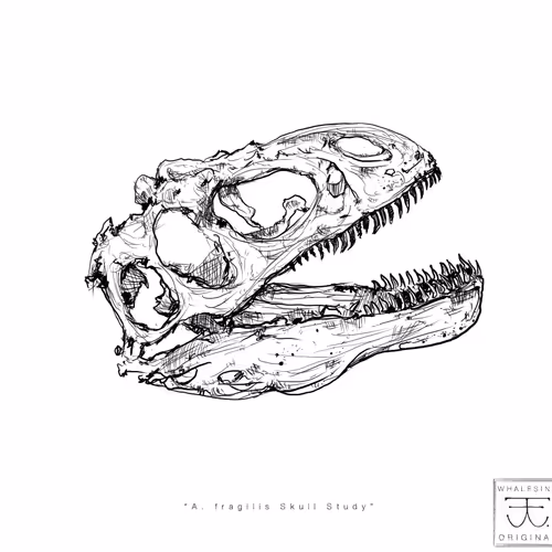 A. fragilis Skull Study