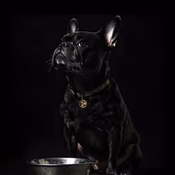 Year of the Dog