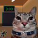 31