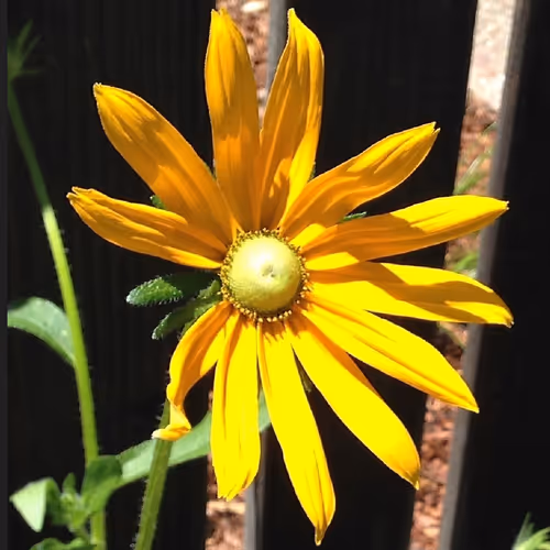 Sunflower 169