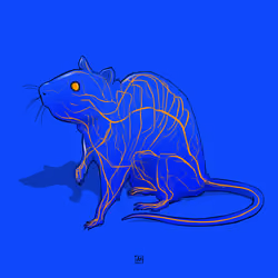 Rat