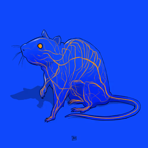 Rat