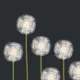 Dandelion - flNq19jiMH