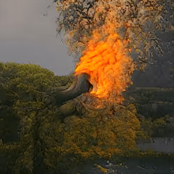 Forest of Flames
