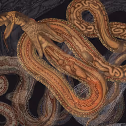 Humanimal Anatomy(snakes)