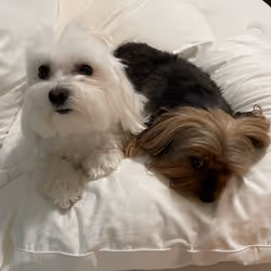 Coco and Pearl #2