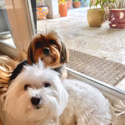Coco and Pearl #1