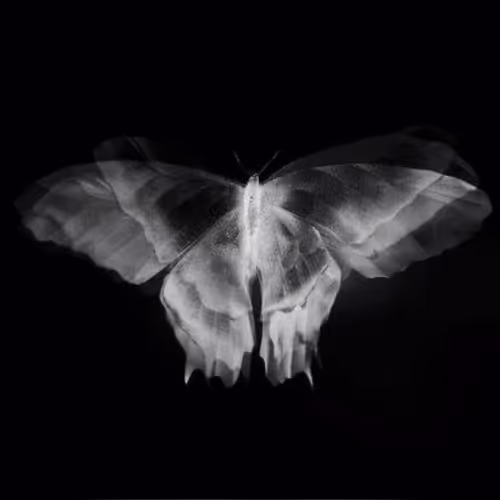 La Vie En Noir Et Blance