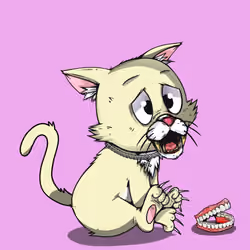 Kitten #1215