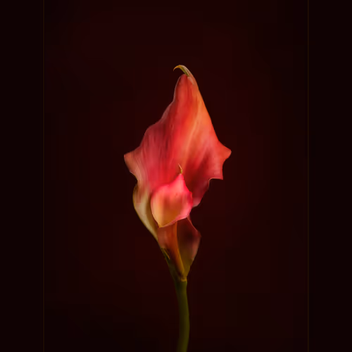 Flower Edition By Harini