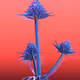 METALLOPHYTE//