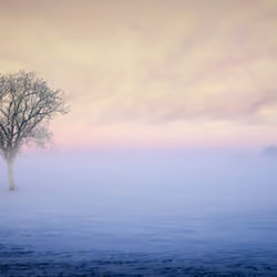 Lonely Tree