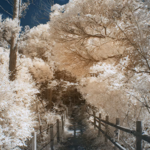 Journey to Find a Lost Paradise