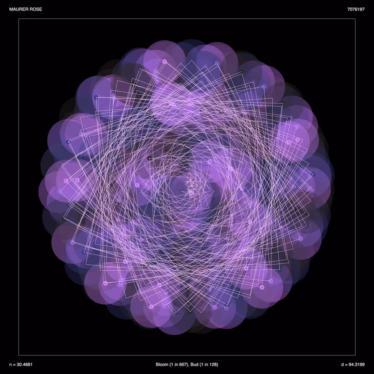 Maurer Rose - Bloom & Bud