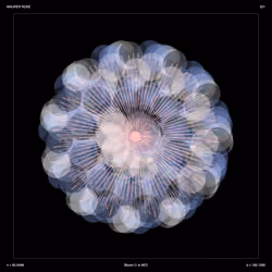 Maurer Rose - Bloom 321