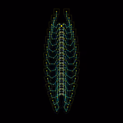 Lithobius Palasanus