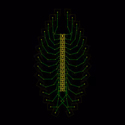 Ityphilus Aokinata