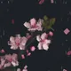 Five Centimeters Per Second